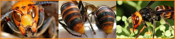 蜂の巣の調査やスズメバチの退治