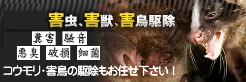 佐倉市でコウモリの糞尿被害を施工解決